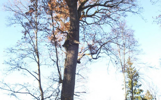 2_NKRP Storasis Azuolas.jpg